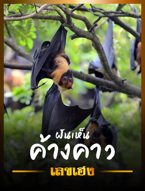 ฝันเห็นค้างคาว