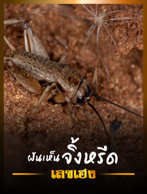 จิ้งหรีด