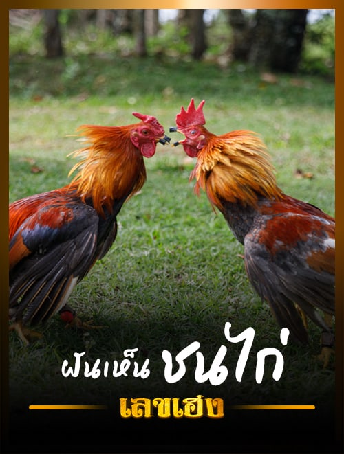 ชนไก่