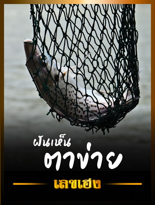 ตาข่าย