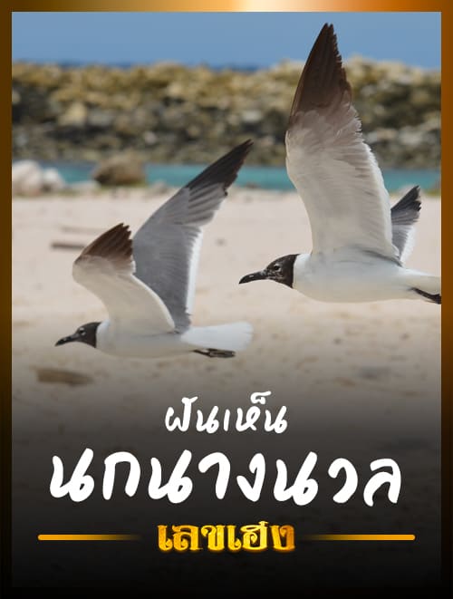 ฝันเห็นนกนางนวล